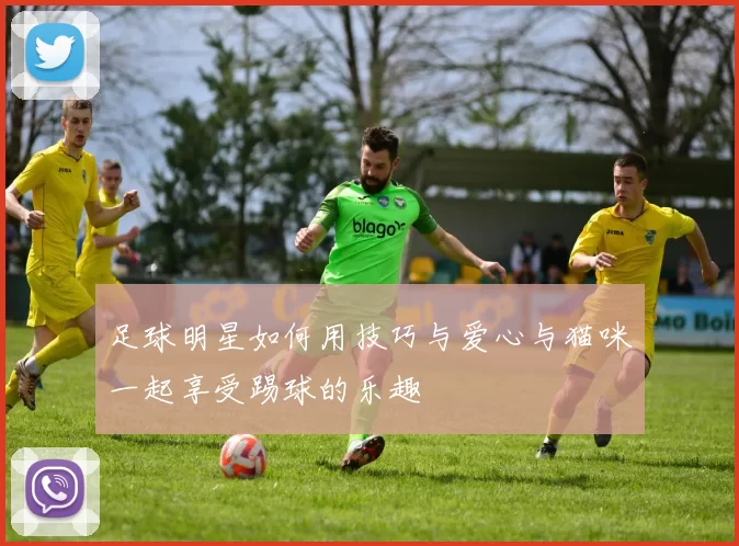 足球明星如何用技巧与爱心与猫咪一起享受踢球的乐趣